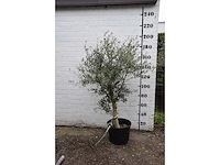 Olive young skin - olive tree - afbeelding 4 van  7