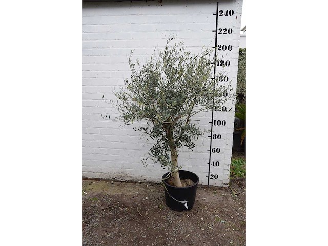 Olive young skin - olive tree - afbeelding 1 van  7