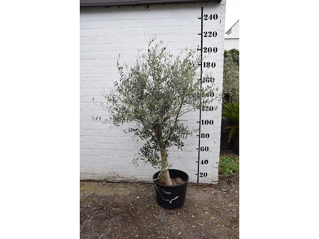 Olive young skin - olive tree - afbeelding 5 van  7