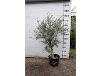 Olive young skin - olive tree - afbeelding 5 van  7