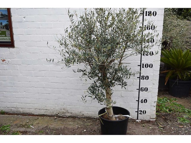 Olive young skin - olive tree - afbeelding 6 van  7
