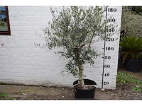 Olive young skin - olive tree - afbeelding 6 van  7