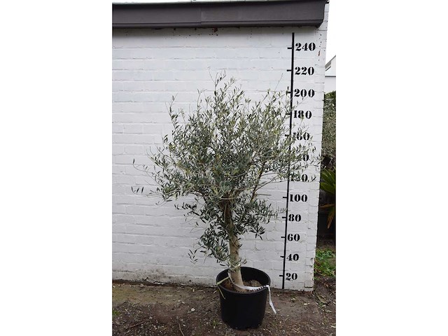 Olive young skin - olive tree - afbeelding 7 van  7