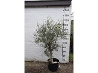 Olive young skin - olive tree - afbeelding 7 van  7