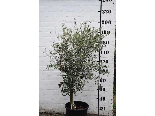 Olive young skin - olive tree - afbeelding 2 van  9