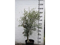 Olive young skin - olive tree - afbeelding 2 van  9
