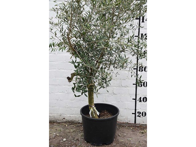 Olive young skin - olive tree - afbeelding 3 van  9
