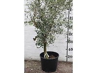 Olive young skin - olive tree - afbeelding 3 van  9
