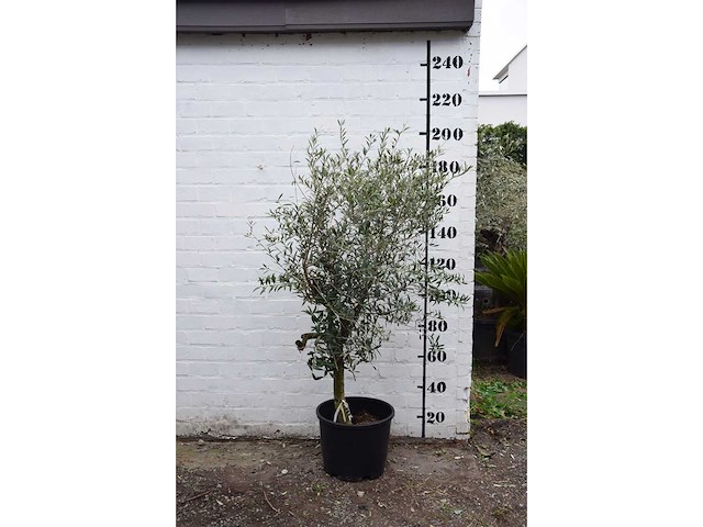 Olive young skin - olive tree - afbeelding 1 van  9