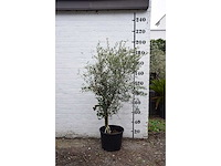 Olive young skin - olive tree - afbeelding 1 van  9