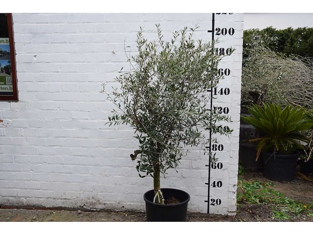 Olive young skin - olive tree - afbeelding 4 van  9