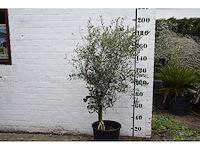 Olive young skin - olive tree - afbeelding 4 van  9