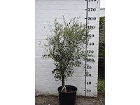 Olive young skin - olive tree - afbeelding 5 van  9
