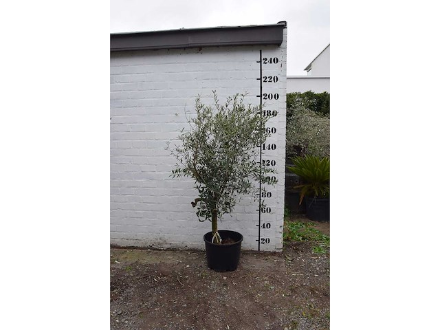 Olive young skin - olive tree - afbeelding 6 van  9