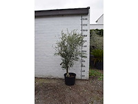 Olive young skin - olive tree - afbeelding 6 van  9
