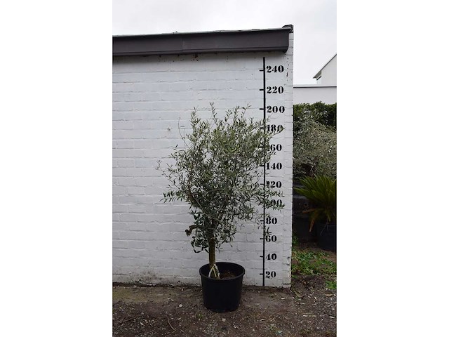 Olive young skin - olive tree - afbeelding 7 van  9