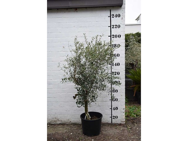 Olive young skin - olive tree - afbeelding 8 van  9