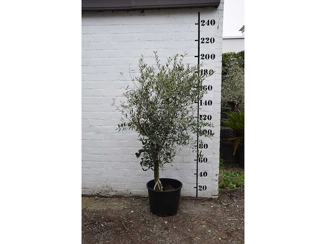 Olive young skin - olive tree - afbeelding 9 van  9