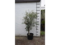 Olive young skin - olive tree - afbeelding 9 van  9
