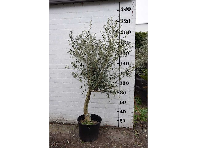 Olive young skin - olive tree - afbeelding 1 van  5