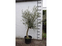Olive young skin - olive tree - afbeelding 1 van  5