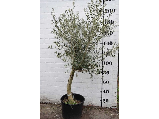 Olive young skin - olive tree - afbeelding 2 van  5