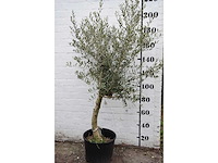 Olive young skin - olive tree - afbeelding 2 van  5