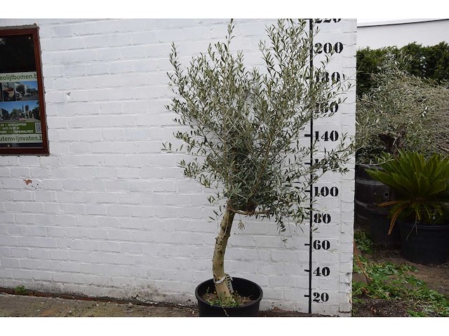 Olive young skin - olive tree - afbeelding 3 van  5