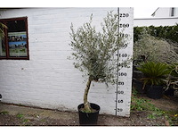 Olive young skin - olive tree - afbeelding 4 van  5