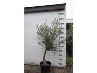 Olive young skin - olive tree - afbeelding 5 van  5
