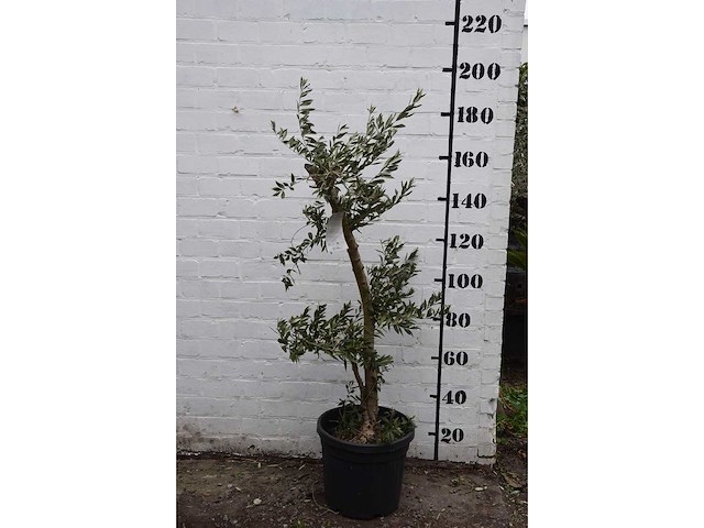 Olive young small - olive tree - afbeelding 2 van  7