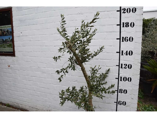Olive young small - olive tree - afbeelding 3 van  7