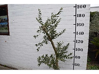 Olive young small - olive tree - afbeelding 3 van  7