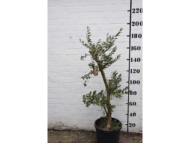 Olive young small - olive tree - afbeelding 1 van  7