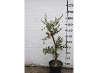 Olive young small - olive tree - afbeelding 1 van  7