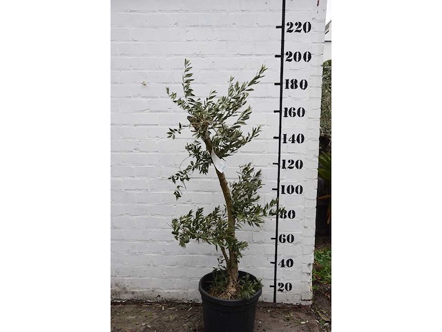 Olive young small - olive tree - afbeelding 4 van  7