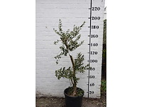 Olive young small - olive tree - afbeelding 4 van  7