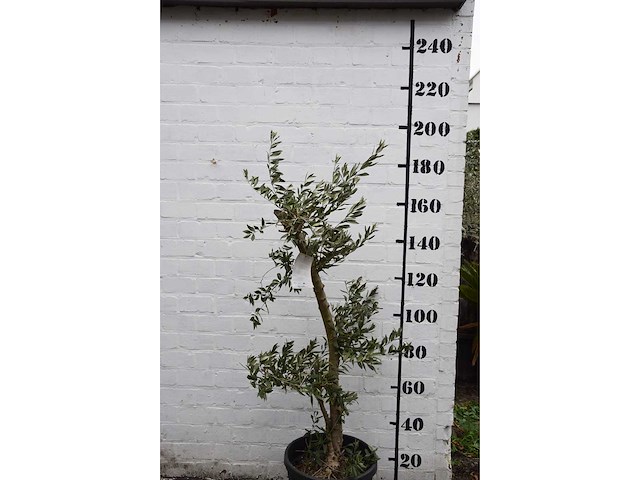 Olive young small - olive tree - afbeelding 5 van  7