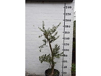 Olive young small - olive tree - afbeelding 5 van  7