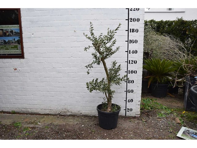 Olive young small - olive tree - afbeelding 6 van  7