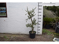 Olive young small - olive tree - afbeelding 6 van  7
