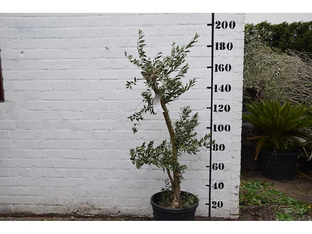 Olive young small - olive tree - afbeelding 7 van  7
