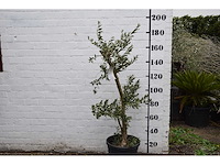 Olive young small - olive tree - afbeelding 7 van  7