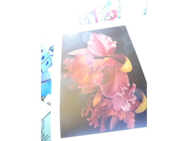 Oostkust kunst 2008 - afbeelding 5 van  5