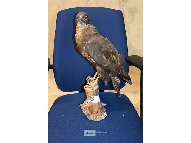 Opgezette buizerd - afbeelding 1 van  4