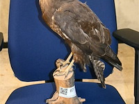 Opgezette buizerd - afbeelding 1 van  4