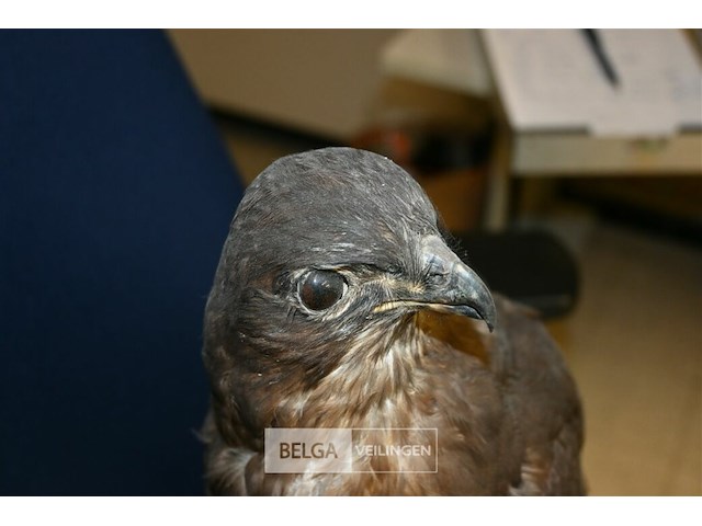 Opgezette buizerd - afbeelding 2 van  4