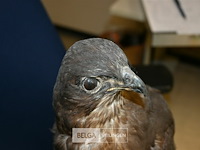 Opgezette buizerd - afbeelding 2 van  4
