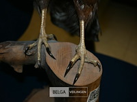 Opgezette buizerd - afbeelding 3 van  4