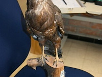 Opgezette buizerd - afbeelding 4 van  4